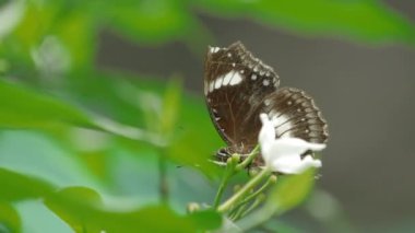Kelebek polen çiçek, Kuala Lumpur, Malezya toplar..