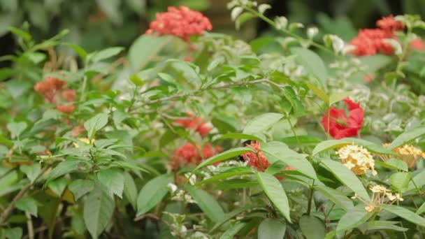 蝶は、クアラルンプール、マレーシアの花に花粉を収集します。. — ストック動画