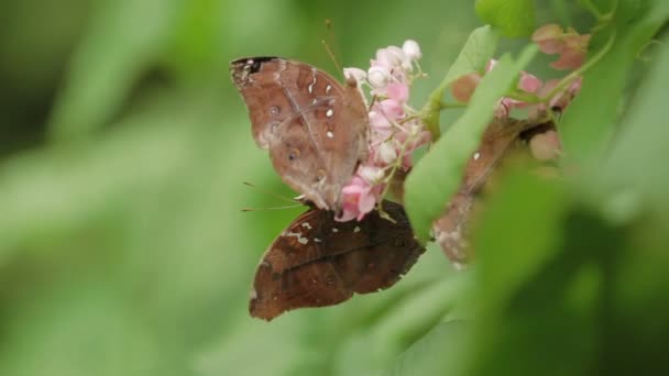 Borboleta recolhe pólen na flor, Kuala Lumpur, Malásia . — Vídeo de Stock