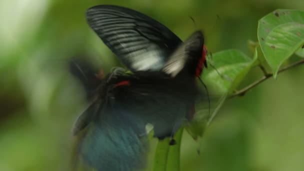 熱帯雨林の葉マクロ昆虫の生活の蝶します。クアラルンプール マレーシア。自然の背景. — ストック動画