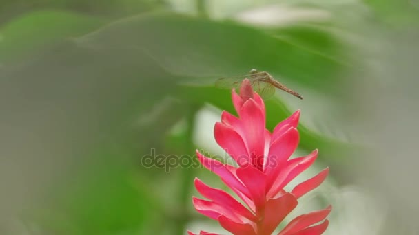 葉、熱帯雨林におけるマクロ昆虫の生活上のトンボ。自然な背景。マレーシア — ストック動画