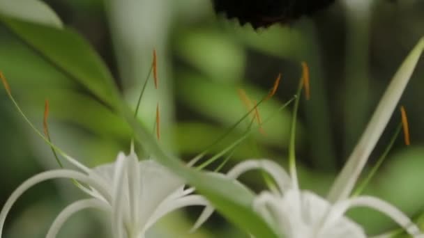 Vlinder verzamelt stuifmeel op bloemen, Kuala Lumpur, Maleisië. — Stockvideo