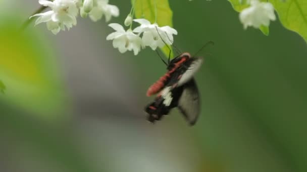 Pillangó pollen összegyűjti a virág, Kuala Lumpur, Malajzia. — Stock videók