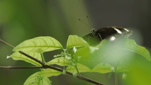 Motýl na květu, Kuala Lumpur, Malajsie shromažďuje pyl. — Stock video