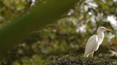 Sığır balıkçıl tüyleri Temizleme Bubulcus Ibis. Kozmopolit türler eroin olacak. Malezya.