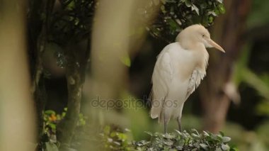 Sığır balıkçıl tüyleri Temizleme Bubulcus Ibis. Kozmopolit türler eroin olacak. Malezya.
