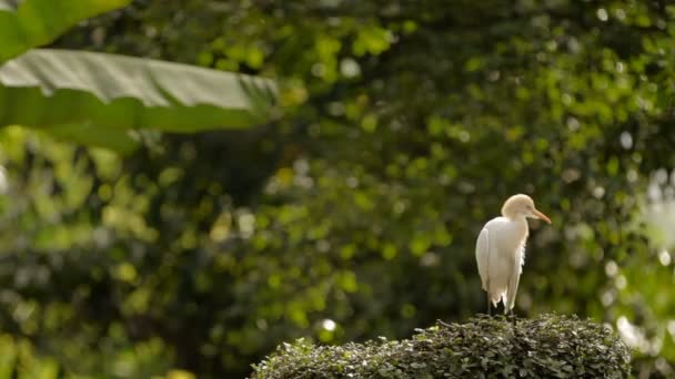 A bovinocultura Bubulcus ibis limpa as suas penas. Espécies cosmopolitas de garça. Malásia . — Vídeo de Stock