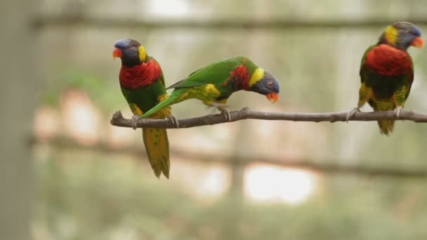 Gökkuşağı Lori, Trichoglossus moluccanus, renkli papağan türleri. Malezya. — Stok video