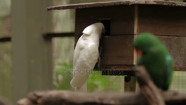 De zalm-crested cockatoo Cacatua moluccensis ook bekend als de Molukse kaketoe, is een kaketoe endemisch in Zuid-Molukken in Oost-Indonesië. — Stockvideo