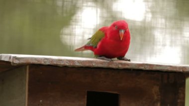 Gökkuşağı Lori, Trichoglossus moluccanus, renkli papağan türleri. Malezya.