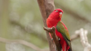 Gökkuşağı Lori, Trichoglossus moluccanus, renkli papağan türleri. Malezya.