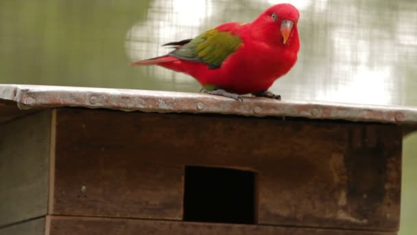 Duha mnohobarvý Trichoglossus moluccanus, barevné druhy papouška. Malajsie. — Stock video