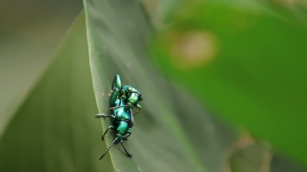 Paire de coléoptères à pattes de grenouille s'accouplant sur des feuilles vertes. Malaisie . — Video