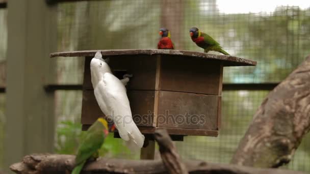 레인 보우 진 훙 잉 꼬 Trichoglossus moluccanus 그리고는 연어-볏이 있는 앵무새 Cacatua moluccensis, 앵무새의 화려한 종. 말레이시아. — 비디오