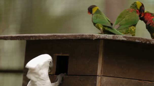 Gökkuşağı lori Trichoglossus moluccanus ve somon tepeli kakadu Cacatua moluccensis, renkli papağan türleri. Malezya. — Stok video