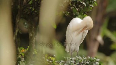 Sığır balıkçıl tüyleri Temizleme Bubulcus Ibis. Kozmopolit türler eroin olacak. Malezya.