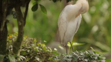 Sığır balıkçıl tüyleri Temizleme Bubulcus Ibis. Kozmopolit türler eroin olacak. Malezya.