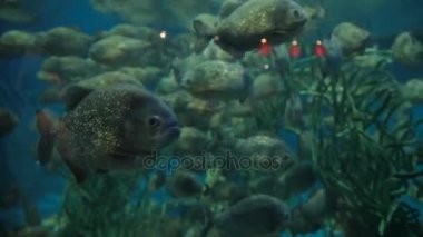 Piranha Pygocentrus nattereri deniz yosunu ve oksijen jeneratör ile özel akvaryumda yüzen balık.