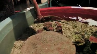 Küçük benekli catshark Scyliorhinus canicula, olarak da bilinen daha az lekeli Kedibalığı, kaba-tazı veya Morgay.