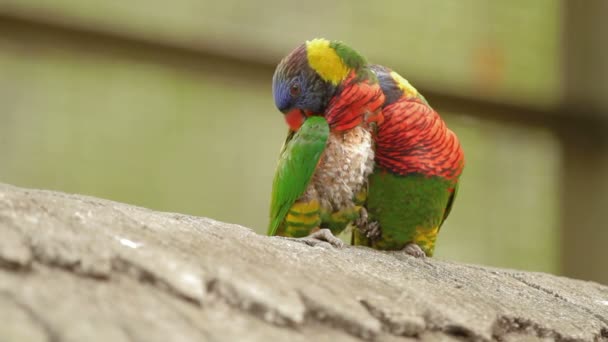 Den regnbåge lorikeet Trichoglossus moluccanus, färgglada arter av papegojan. Malaysia. En av dem är sjuk och plockade alla fjädrar på bröstet — Stockvideo