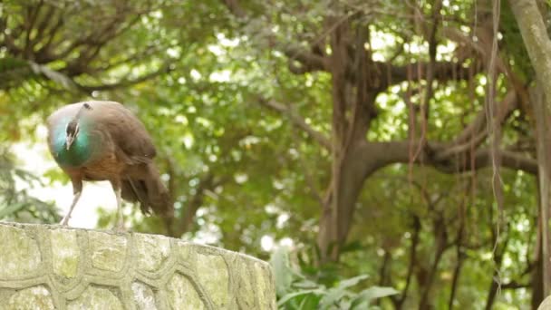 Peafowl bleu ou paon Pavo cristatus. Femme. Malaisie . — Video