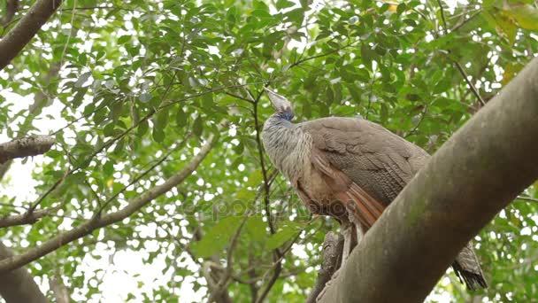 Peafowl azul indio o peacock Pavo cristatus. Mujer. Malasia . — Vídeos de Stock