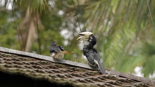 Ανατολίτικο pied βουκερώς Anthracoceros albirostris στην τροπικού δάσους στη Μαλαισία. — Αρχείο Βίντεο