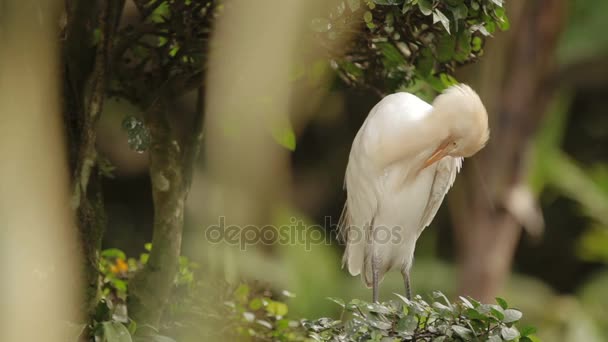 The cattle egret Bubulcus ibis cleaning its feathers. Cosmopolitan species of heron. Malaysia. — Stock Video
