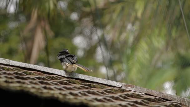 Corneta oriental Anthracoceros albirostris en selva tropical en Malasia . — Vídeos de Stock