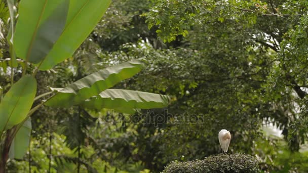 Kohäger Bubulcus ibis rengöring sina fjädrar. Kosmopolitiska arter av heron. Malaysia. — Stockvideo