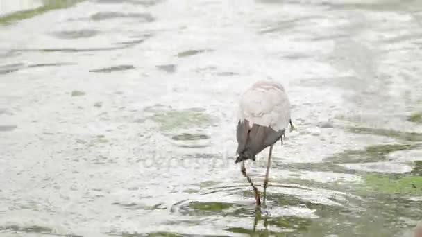 De Maleise nimmerzat Mycteria cinerea. Pino met gele snavel eet vis. Maleisië. — Stockvideo