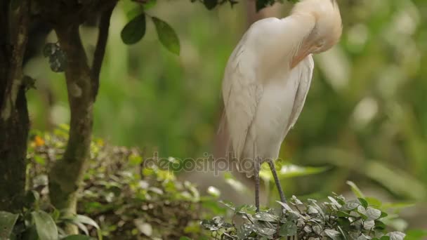 The cattle egret Bubulcus ibis cleaning its feathers. Cosmopolitan species of heron. Malaysia. — Stock Video