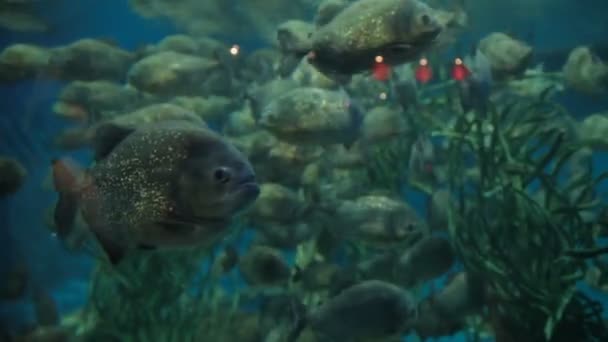 Piranha Pygocentrus nattereri deniz yosunu ve oksijen jeneratör ile özel akvaryumda yüzen balık. — Stok video