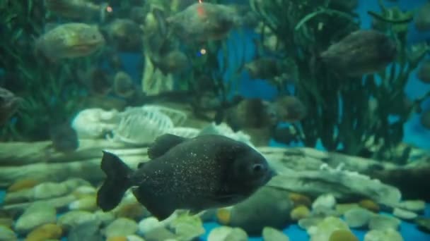 Piranha fish Pygocentrus nattereri floating in special aquarium with seaweed and oxygen generator. — Stock Video