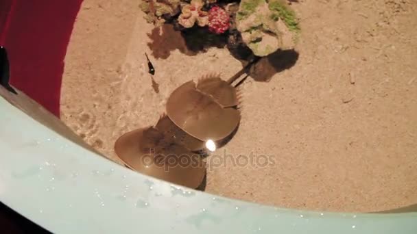 Paar Hufeisenkrebse Tachypleus tridentatus in einem speziellen Aquarium. Malaien. — Stockvideo