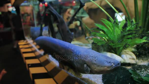L'anguilla elettrica Electrophorus electricus. Pesce pericoloso in Malesia . — Video Stock
