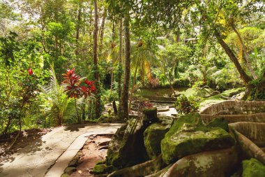 Nilüferler (fil Mağarası Tapınağı) Goagajah tapınağında gölet. Ubud, Bali Adası, Endonezya.