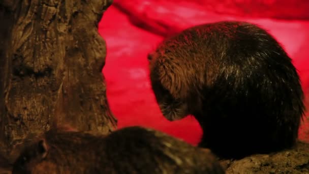 Pair of Asian Small-clawed Otters Aonyx cinerea in tank with special red light. — Stock Video