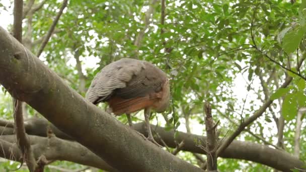印度蓝孔雀、 孔雀孔雀座 cristatus。女性。马来西亚. — 图库视频影像