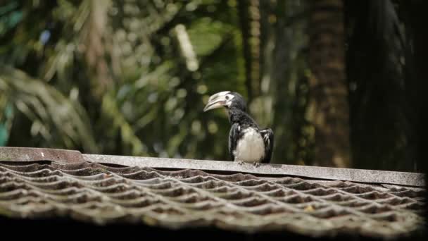 Orientaliska svartvit hornbill Anthracoceros albirostris i tropisk regnskog på Malaysia. — Stockvideo