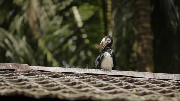 Hornbill Oriental pied Anthracoceros albirostris em floresta tropical na Malásia . — Vídeo de Stock
