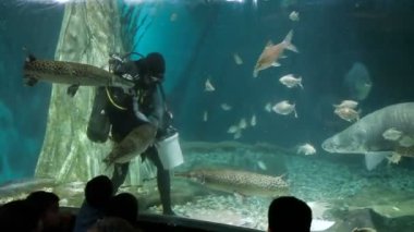 Kuala Lumpur, Malezya-10 Şubat 2013. Dalgıç Arapaima ve diğer balıkları akvaryumda besliyor. Aquaria Klcc