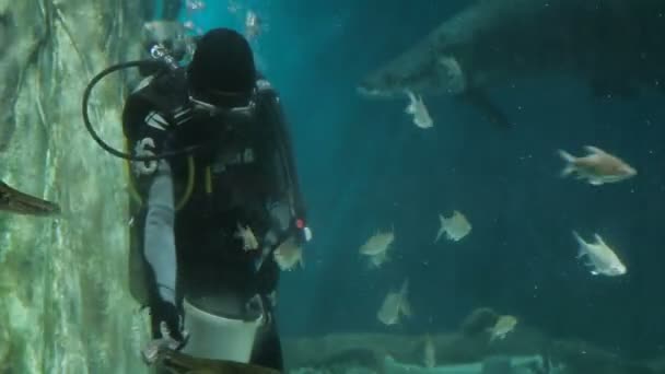 Kuala-Lumpur, Maleisië-10 februari 2013. Duiker feeds Arapaima gigas en andere vissen in het aquarium. Aquaria Klcc — Stockvideo