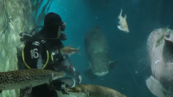 KUALA-LUMPUR, MALÁSIA - 10 de fevereiro de 2013. Mergulhador alimenta Arapaima e outros peixes no aquário. Aquaria KLCC — Vídeo de Stock