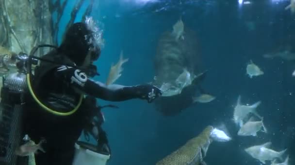 クアラルンプール-クアラルンプール, マレーシア-2013 年 2 月 10 日。ダイバーは、アマゾンピラルクーや水族館で他の魚をフィードします。アクアリア Klcc — ストック動画