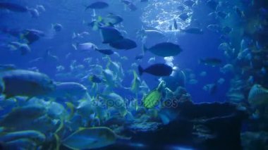 Kuala Lumpur, Malezya - 10 Şubat 2013. Dalgıç cerrah balıklar bir sürü ve bir köpekbalığı arasında yüzüyor. Aquaria Klcc