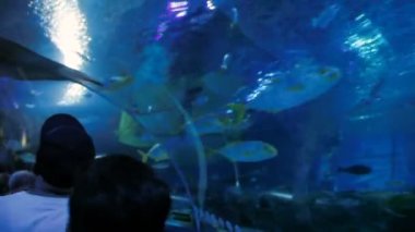 Kuala Lumpur, Malezya - 10 Şubat 2013. Aquaria Shovelnose Ray Glaucostegus typus özel tank üzerinde seyir Klcc insanlarda.