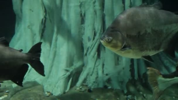 De Zwarte pacu Colossoma macropomum, een zoetwater soorten serrasalmid. Het is ook bekend onder de namen Zwarte pacu, black-finned pacu, gigantische pacu, cachama, gamitana. — Stockvideo