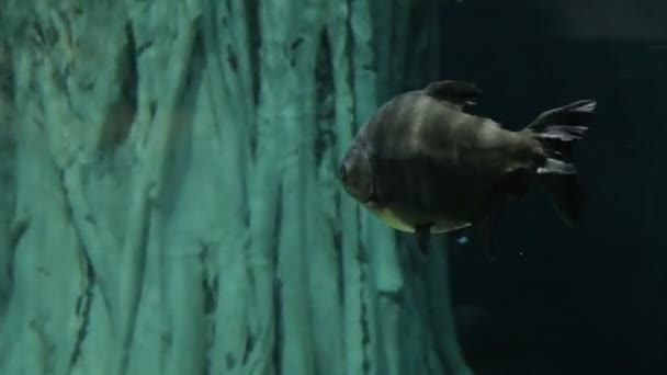 O tambaqui Colossoma macropomum, uma espécie de água doce de serrasalmid. Também é conhecido pelos nomes black pacu, black-finned pacu, giant pacu, cachama, gamitana . — Vídeo de Stock