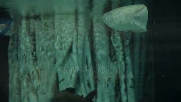 De Zilveren arowana Osteoglossum bicirrhosum, een zoetwater knokige vissen vaak gehouden in aquaria. — Stockvideo